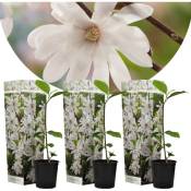 Plant In A Box - Magnolia Stellata - Set de 3 - Fleurs