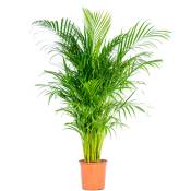 Bloomique - Dypsis Lutescens - Palmier Dorés - Plante d'intérieur - Entretien facile – ⌀24 cm - ↕120-130 cm