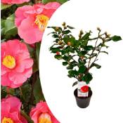 Plant In A Box - Camellia japonica 'Dr. King' - Rose