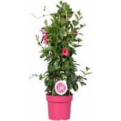Mandevilla Sundaville - Jasmin du Chili - Plante grimpante - Rose – ⌀19 cm - ↕65-75 cm