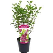 Plant In A Box - Syringa 'Bloomerang' Violet foncé