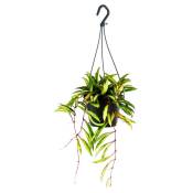Plante d'intérieur à suspendre - Hoya wayetii tricolor - Fleur de cire 14cm suspension