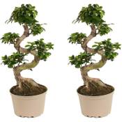 Ficus Ginseng forme de s - Set de 2 - Bonsaï japonais