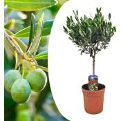 Plant In A Box - Olea Europaea - Olivier rustique sur