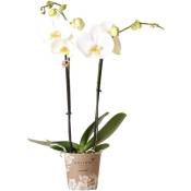 Kolibri Orchids - Orchidées Colibri - Orchidée Phalaenopsis