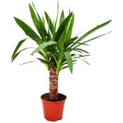 Lys de palmier - palmier yucca - 1 plante - entretien