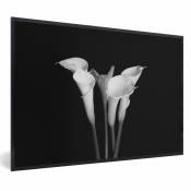 MuchoWow Poster encadré Gros plan sur des fleurs de lys de calla sur un fond noir. Tableau deco avec cadre 60x40 cm affiche decor