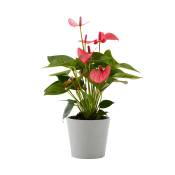 Plante d'intérieur - Anthurium rose 50 cm en pot blanc