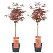 Acer palmatum 'Shaina' - Set de 2 - Érable japonais - Pot 19cm - Hauteur 80-90cm - Vert
