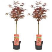 Plant In A Box - Acer palmatum 'Shaina' - Set de 2