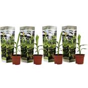 Plant In A Box - Musa Basjoo - Set de 4 - Plante bananier - Jardin - Pot 9cm - Hauteur 25-40cm - Jaune