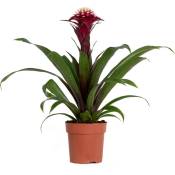 Bloomique - Guzmania Fransesca – Plante tube – Plante d'intérieur – Facile d'entretien – ⌀12 cm – ↕40-50 cm