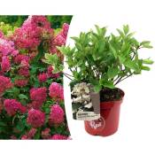 Hortensia paniculata Wim's Red - Hydrangea - Pot 19cm - Hauteur 25-40cm - Rouge