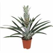 Plant In A Box - Ananas comosus - Plante anti-ronflement - Pot 14cm - Hauteur 45-55cm