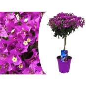 Plant In A Box - Bougainvillée sur tige - Fleurs violettes