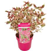 Plant In A Box - Hydrangea 'Euphorbia Pink' - Couleur rose - Hortensia - ⌀19cm - Hauteur 40-50 cm - Rose