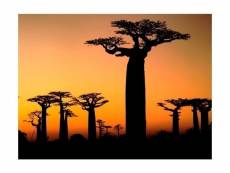 Papier peint - baobabs africains 350x270 cm