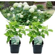 Plant In A Box - Hydrangea arborescens Annabelle -