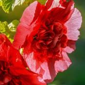 2 Roses Trémière 'Double Rouge' (Alcea Rosea Chater's)
