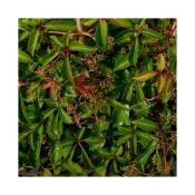 Javoy Plantes - Vigne vierge de Henry - parthenocissus
