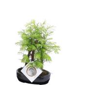 Plant In A Box - Bonsaï extérieur Metasequoia Forest - Bonsaï - Pot 15cm - Hauteur 20-30cm - Vert