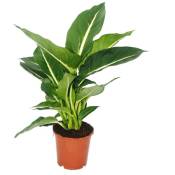Dieffenbachia Magic Green - 1 plante - plante d'intérieur