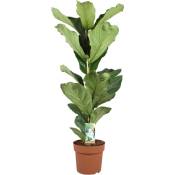 Plant In A Box - Ficus Lyrata - xl Ficus Lyrata plante