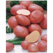 Pomme de terre Désirée - Sachet de 1,5 kg / 50 plants de calibre de 28-35 m - Sachet de 1,5 kg / 50 plants de calibre de 28-35 m - Willemse