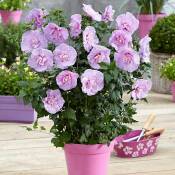 Hibiscus Lavender chiffon - Rose
