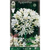 Peragashop - agapanthe blanche (lot de 1 bulbe)