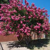 Pepinières Naudet - Lilas des Indes Rose (Lagerstroemia
