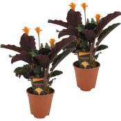 Plant In A Box - Calathea Crocata - Set de 2 - Purificateur