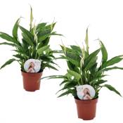 Plant In A Box - Spathiphyllum 'lys de la paix' - Set de 2 - Pot 12cm - Hauteur 30-40cm - Blanc
