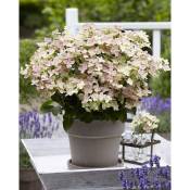 Plant In A Box - Hydrangea paniculata '(S)witch Ophelia'