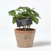 Plante aromatique artificielle en pot, Basilic - Marron,