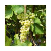 Javoy Plantes - Vigne 'Chasselas Doré' - vitis vinifera