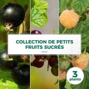 Pepinières Naudet - Collection de 3 petits fruits