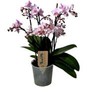 Phalaenopsis Multiflora - Orchidée rose - Pot 12cm