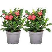Plant In A Box - Euphorbia Milii - Épine du Christ - lot de 2 - succulente - ⌀ 13 cm - h25-35 cm - Rose