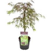 Acer palmatum 'Inaba-shidare' - Érable japonais - Pot 13cm - Hauteur 30-40cm - Vert