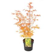 Acer palmatum 'Katsura' - Erable japonais - Pot 19cm