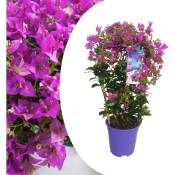 Bougainvillea 'Alexandra' - Violet - Plante jardin