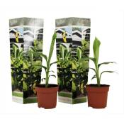 Musa Basjoo - Set de 2 - Plante de banane - Jardin - Pot 9cm - Hauteur 25-40cm - Jaune