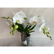 Orchidée phalaenopsis tablo champagne blanc 2 branches
