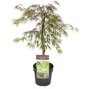 Plant In A Box - Acer palmatum 'Inaba-shidare' - Érable japonais - Pot 13cm - Hauteur 30-40cm - Vert
