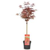 Acer palmatum 'Shaina' - Érable japonais - Pot 19cm