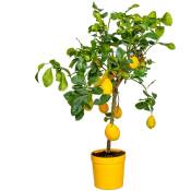 Citrus limon - Citronnier - Arbre fruitier - Persistant