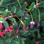 Fuchsia regia 'Reitzii' | Pot de 3 L - 40/50 cm