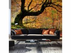 Papier peint automne, forêt et feuilles l 450 x h