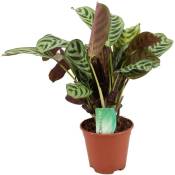 Plant In A Box - Ctenanthe 'Maranta' - Burle marxii - ⌀ 14cm - Hauteur 30-40cm - Vert